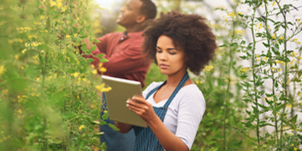 A woman with curly hair uses a tablet to check data while standing amidst tall green plants. A man in the background works among the plants in a greenhouse setting, illuminated by natural light.